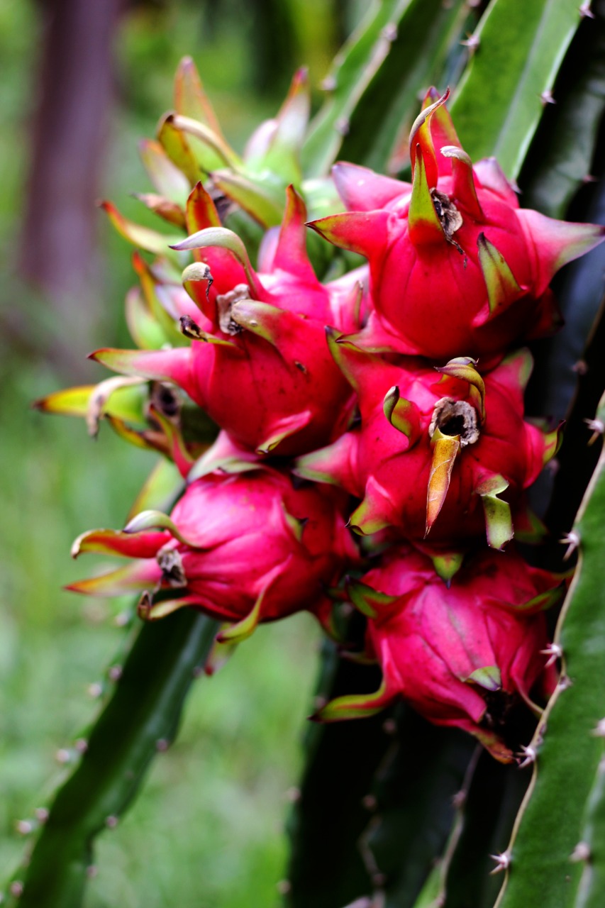 Sítio Cherobin e Santos – Prdução e Agroturismo.